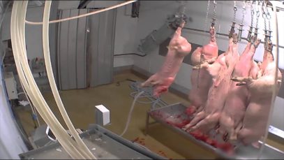 Abattoir d’Alès : le gazage des cochons