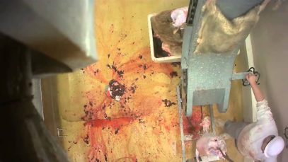 Abattoir made in France – certifié bio – démembrement – Le Vigan
