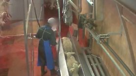 Abattoir Pézenas – mise à mort des moutons sans étourdissement