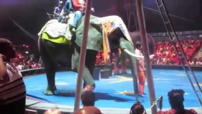 Apparently Arthritic Elephant Forced to Give Rides to Children