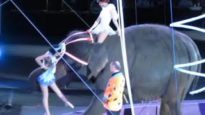 B-52s Hit Circus With Cease-and-Desist Letter for Using Songs During This Cruel Elephant Act