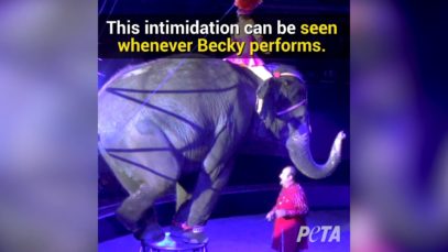 Becky – Twenty Years Later
