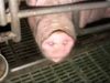 Cochons : la vie avant l’abattoir…