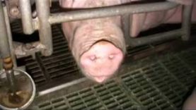 Cochons : la vie avant l’abattoir…
