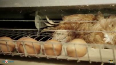 CrUauté – Poules pondeuses