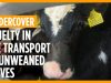 Cruelty in the transport of unweaned calves