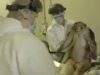 Dentro il più grande laboratorio di test sui primati d'Europa