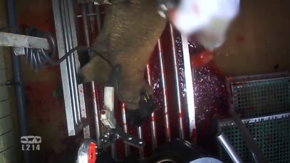 Derrière les murs de l’abattoir de Limoges – les agneaux et moutons