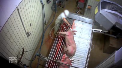 Derrière les murs de l’abattoir de Limoges – les cochons