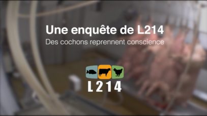 Des cochons reprennent conscience à l’abattoir #StopAbattoir
