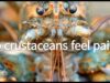 Do Lobsters Feel Pain? Do Crabs Feel Pain? | PETA Video Answers