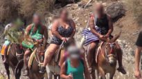 Donkeys on Santorini Abused and Used as Taxis
