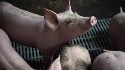 Elevage de cochons en Charente