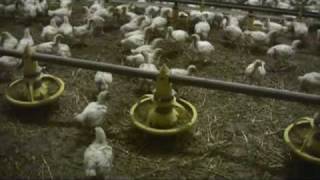 Elevage de poulets de chair en France