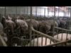 Élevage des cochons en France 2007-2008