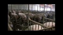 Élevage des cochons en France 2007-2008