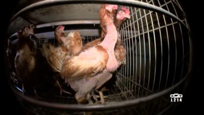Elevages de poules en cage
