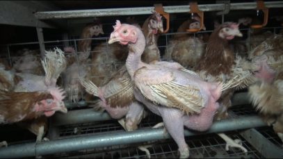 Enquête dans l’enfer d’un élevage de poules en cages