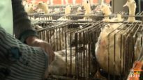 Foie gras du Sud-Ouest : visite dans des salles de gavage typiques de la production