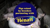 Hénaff pork pâté: suffering in a tin