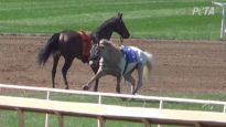 Horse fatality at Santa Anita – Arms Runner March 31, 2019