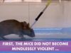 Il topo Killer