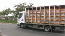 Illégalité du transport des chevreaux chez Loeul & Piriot et Doux