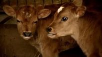 Industries laitières : des veaux mâles tués car inutiles