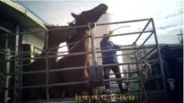 K-Cruelty: PETA Investigation Inside Korea’s Largest Horse Slaughterhouse