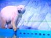 La disperazione dell'orso polare che vive in un centro commerc...