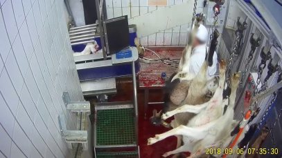 La mise à mort des chèvres à l’abattoir du Boischaut