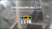 La résistance d’un cheval à l’abattoir #StopAbattoir