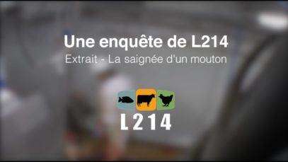 La saignée d’un mouton à l’abattoir #StopAbattoir