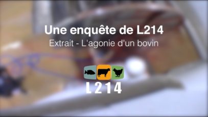L’agonie d’une vache à l’abattoir #StopAbattoir