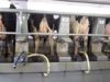 Le macchine viventi del LATTE