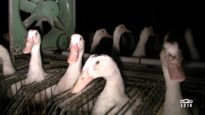 Le modèle alimentaire français : l’élevage des canards pour le foie gras