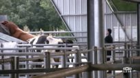 Le modèle alimentaire français : les marchés aux bestiaux (bovins-caprins)