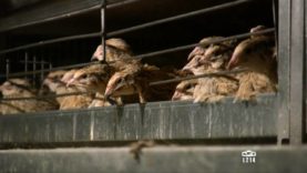 Le modèle alimentaire français : l’élevage des cailles