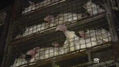 Le modèle alimentaire français : l’élevage des dindes