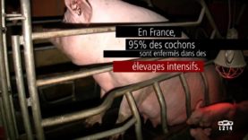 Le modèle alimentaire français : l’élevage des cochons