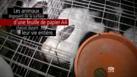 Le modèle alimentaire français : l’élevage des lapins