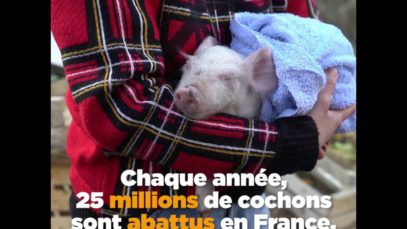 Le sauvetage de Hugo