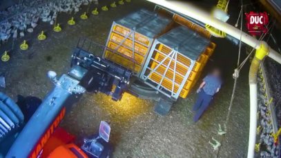 Les poulets DUC ramassés à la moissonneuse