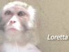 Loretta’s Story: This Is Why Experiments on Primates Must End