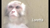 Loretta's Story: This Is Why Experiments on Primates Must End