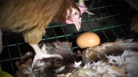 Matines : dans l’enfer des cages