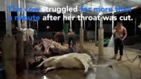 New Footage Reveals Even More Shocking Abuse Inside Cambodia's Meat And Leather Industry