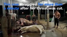 New Footage Reveals Even More Shocking Abuse Inside Cambodia’s Meat And Leather Industry