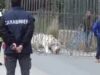 Palermo – Tigre fugge dal Circo – La cattura