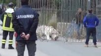 Palermo - Tigre fugge dal Circo - La cattura